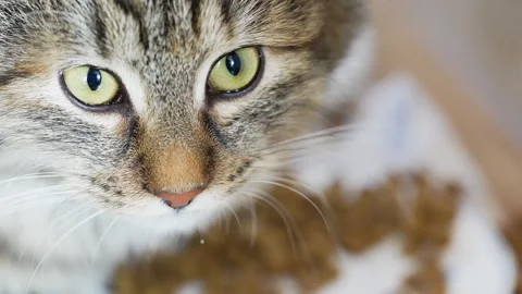 Close Up of Cat Face in Sharp Focus with Blurred Food in Background Stock Footage 327464797