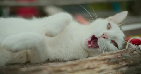Close Up of Cat Face Yawning While Resting Stock Footage 282455468