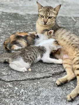 Close up A cat feeding the kitten on the path Stock Photos