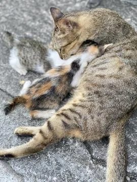 Close up A cat feeding the kitten on the path Stock Photos