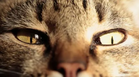 Close-up of a cat. Stock Footage 12403104