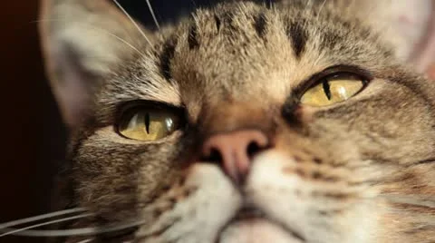 Close-up of a cat. Vidéo 12403311