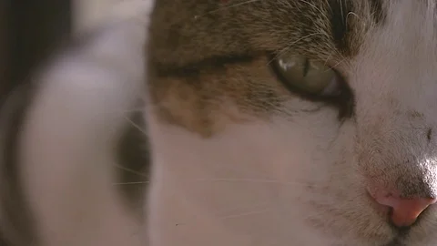 Close up of a Cat. Stock Footage 83864957