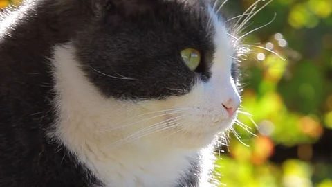 Close up of a cat Stock Footage 119489450