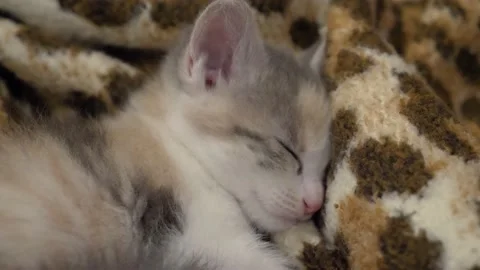 A close up of a cat Stock Footage 155356045