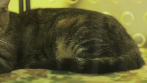 A close up of a cat Stock Footage 155396280