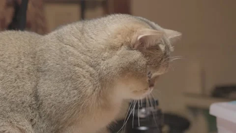 Close up of a cat Stock Footage 241548563