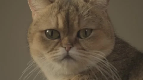 Close up of a cat Stock Footage 241548744
