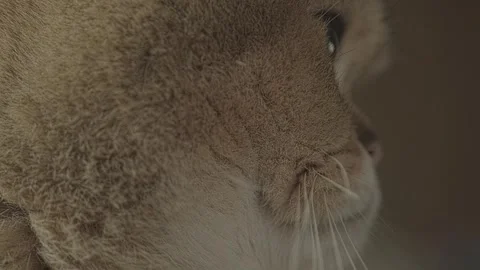 Close up of a cat Stock Footage 241548755