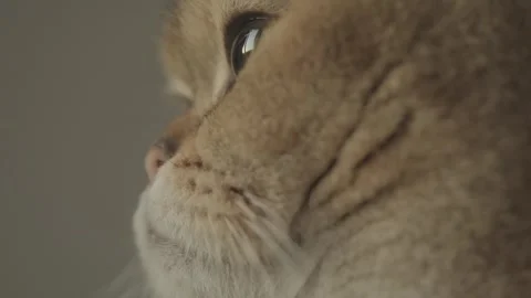 Close up of a cat Stock Footage 241548767