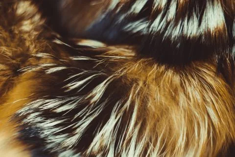 Close up of cat fur for texture or background Stock Photos