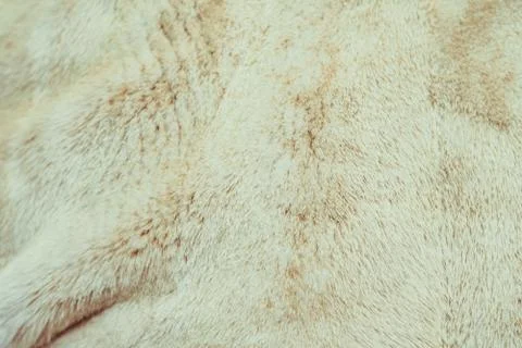 Close up of cat fur for texture or background Stock Photos