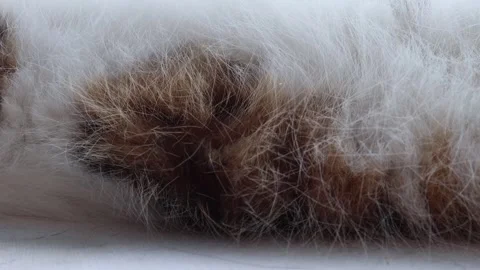 Close Up of Cat Fur While Sleeping on the Table Stock Footage 265900928