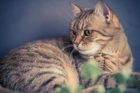 Close-up cat on a gray background. Bunch in fronr off. Stock Photos
