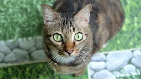 Close-up of Cat with Green Eyes Looking in Camera Vidéo 60801870