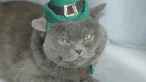 Close-up of Cat in green hat Celebrates St. Patrick's Day. St. Patrick's Day. 库存影片 85646255