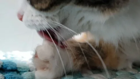 Close Up Of Cat Grooming Video stock 94500222