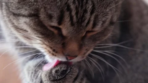 Close-up cat grooming itself by licking its paw Stock Footage 258370833