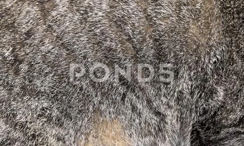 Close Up Cat Hair