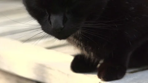Close up cat head turn in slow motion Stock Footage 91375958