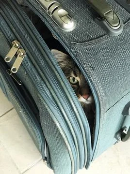 Close-up of a cat hiding in a suitcase Stock Photos
