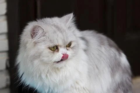 Close up of cat kitten Stock Photos