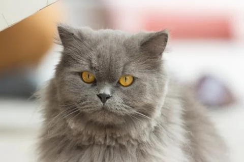 Close up of cat kitten Stock Photos