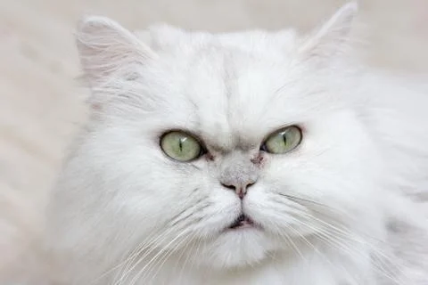 Close up of cat kitten Stock Photos