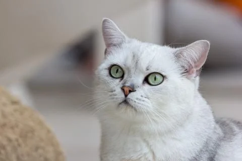 Close up of cat kitten Stock Photos