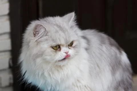 Close up of cat kitten Stock Photos