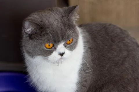 Close up of cat kitten Stock Photos