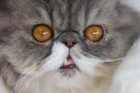 Close up of cat kitten Stock Photos