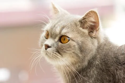 Close up of cat kitten Stock Photos