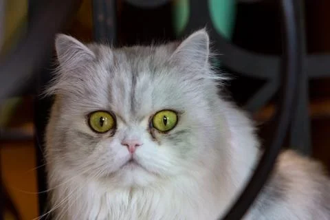 Close up of cat kitten Stock Photos