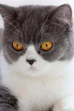 Close up of cat kitten Stock Photos