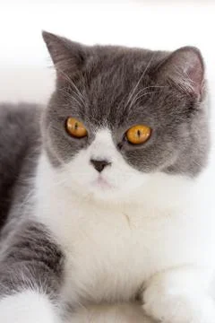 Close up of cat kitten Stock Photos