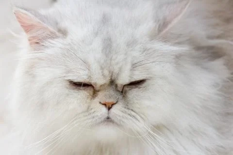 Close up of cat kitten Stock Photos