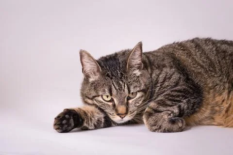 Close up of cat laying head down curled under paw resting Stock Photos