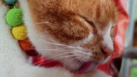 Close-up of a cat licking and cleaning its paw. Stock Footage 304599760