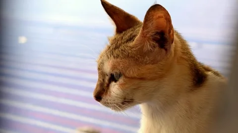 Close up of a Cat Licking an Blinking Stock Footage 242224443