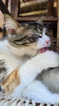 Close-up of a cat licking itself Stock Photos