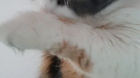 Close Up Of Cat Licking/Grooming Video stock 94500233