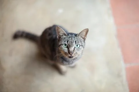 Close up cat look on camera Stock Photos