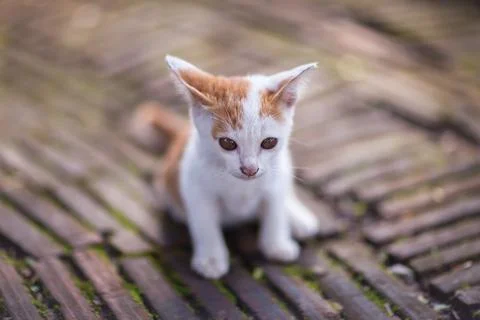 Close up cat look on camera Stock Photos