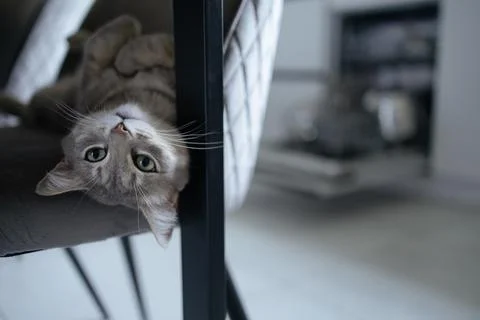 Close-up cat looking at camera and lying on chair. Opened dishwasher with clean Stock Photos