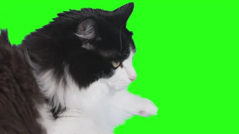 Close-up of a cat looking at the camera Stock Footage 232631776