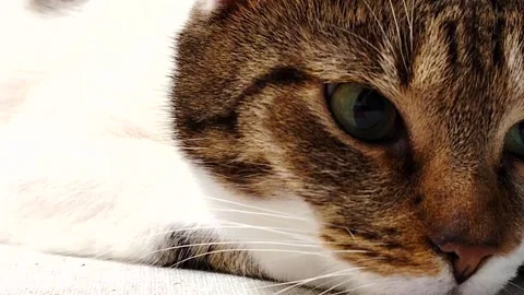 Close up of a cat looking at the camera. Stock Footage 329091868