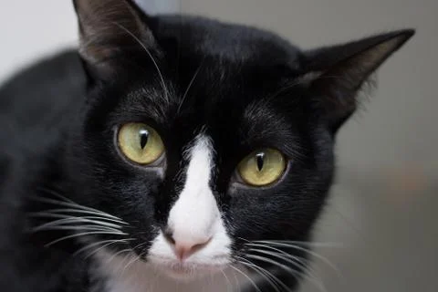 Close up of cat looking camera. Stock Photos