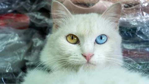 A close up of a cat looking at the camera Stock Photos