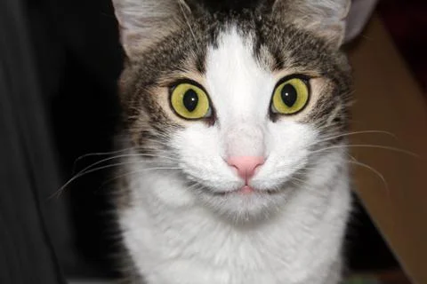 A close up of a cat looking at the camera Foto stock